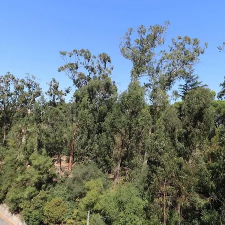 Treetops *